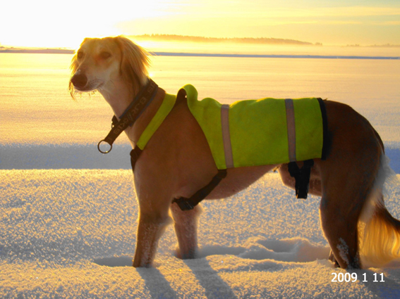 ZarabisOrleaneBambi0110a