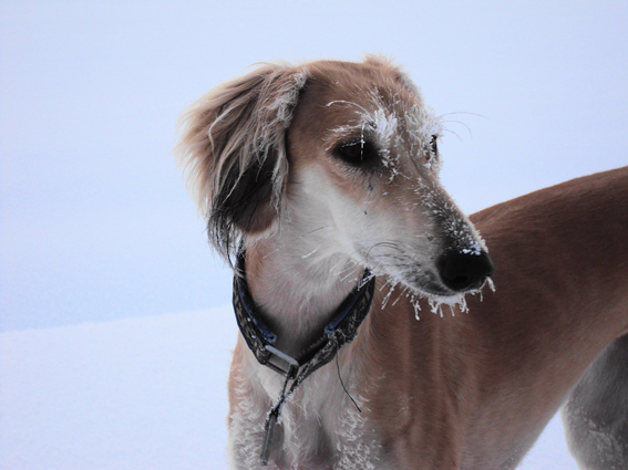 ZarabisOrleaneBambi0110b