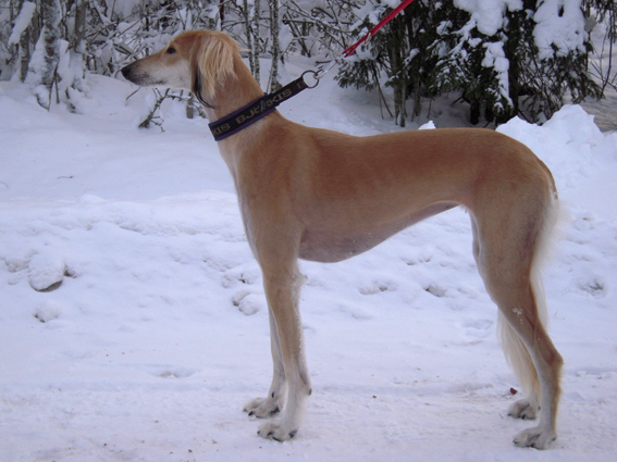 ZarabisOrleaneBambi0110c