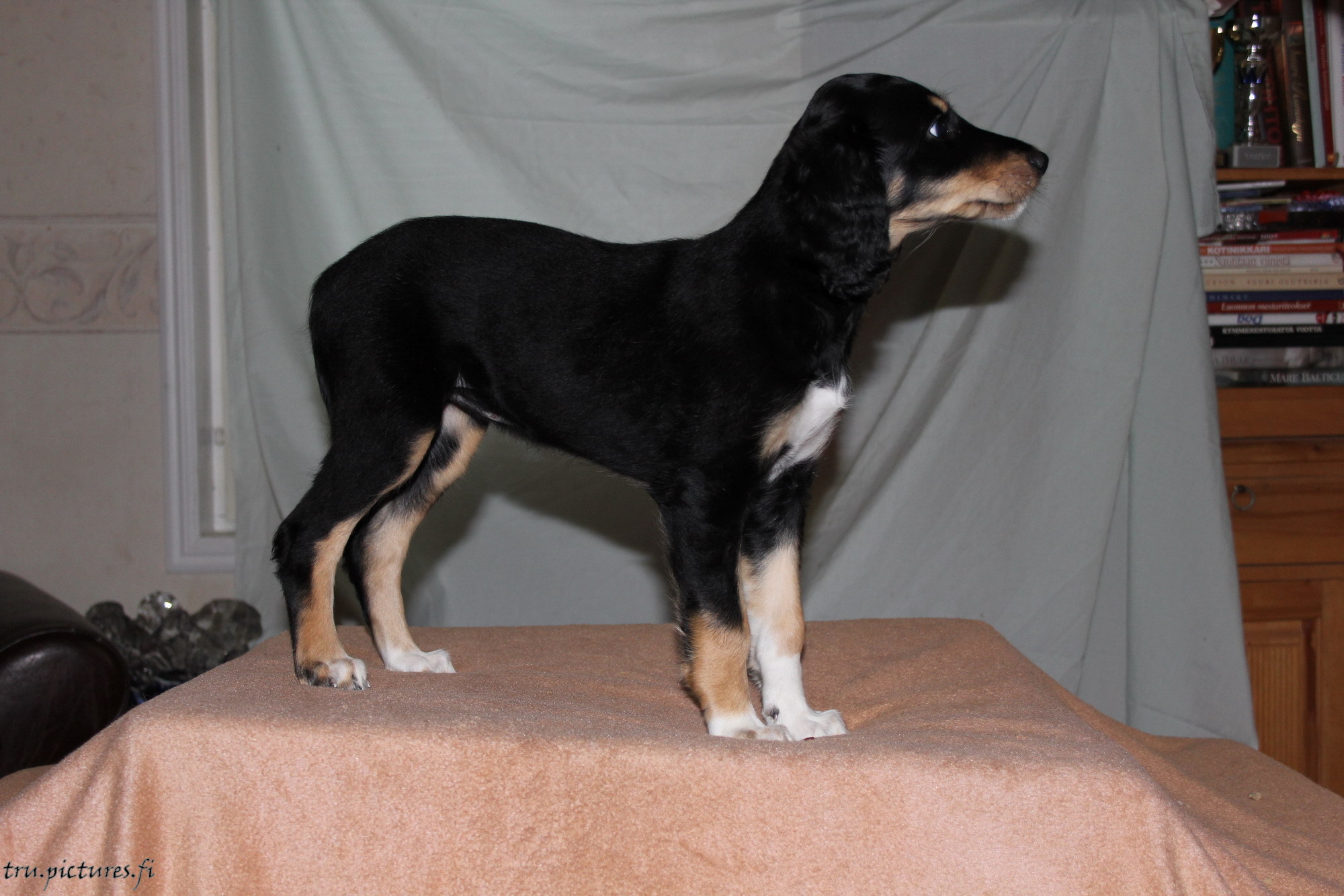 qasiba_7_weeks